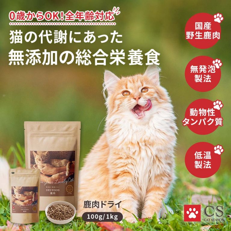 キャットスタンス